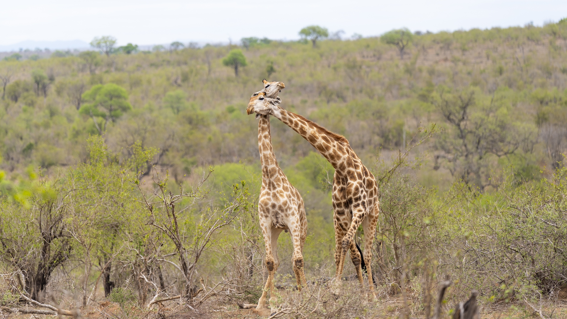 Kruger25 2025 10 28 11 37 52 ILCE 9M3 258